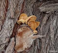 Flammulina velutipes