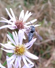 Boreocoelioxys