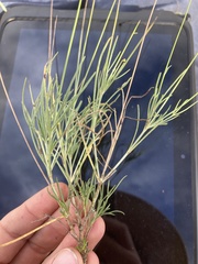 Thelesperma longipes