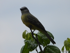 Tyrannus melancholicus