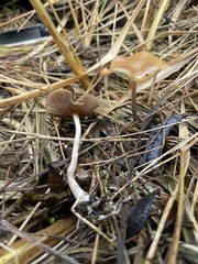 Psilocybe cyanescens