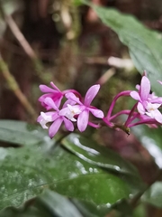 Epidendrum