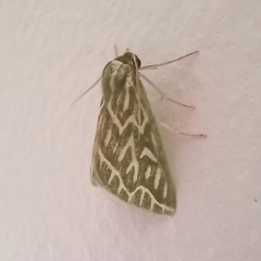 Dichroma equestralis