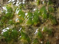 Fissidens pauperculus