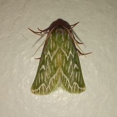 Dichroma equestralis