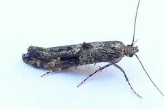 Epermenia albapunctella
