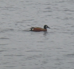 Spatula clypeata × cyanoptera