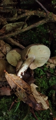 Lactarius costaricensis