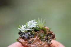 Fissidens pauperculus