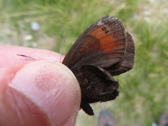 Erebia pronoe