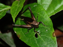 Eneoptera guyanensis