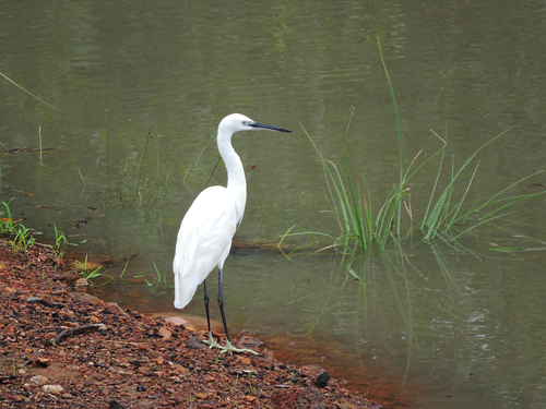 Little Egret