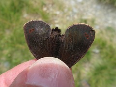 Erebia pronoe