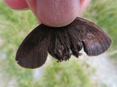 Erebia pronoe