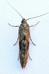 Epermenia albapunctella