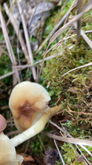 Hypholoma capnoides