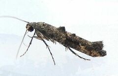 Epermenia albapunctella