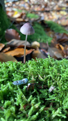 Mycena purpureofusca