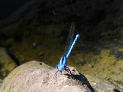 Argia anceps