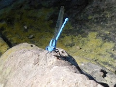 Argia anceps