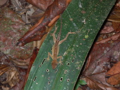 Anolis chrysolepis