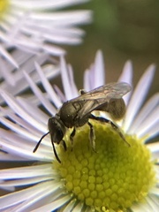 Lasioglossum pilosum