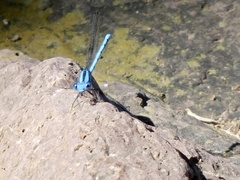 Argia anceps