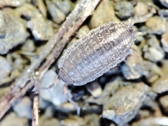 Porcellionidae
