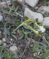 Narcissus dubius