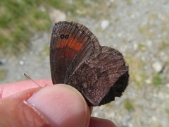 Erebia pronoe