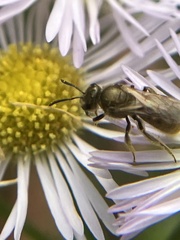 Lasioglossum pilosum