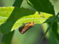 Virbia aurantiaca