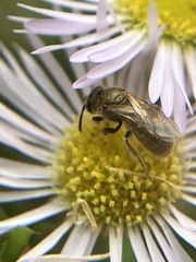 Lasioglossum pilosum