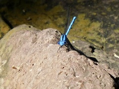 Argia anceps