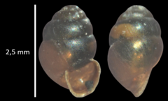 Vertigo moulinsiana