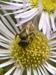 Lasioglossum pilosum