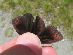 Erebia pronoe