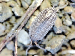 Porcellionidae