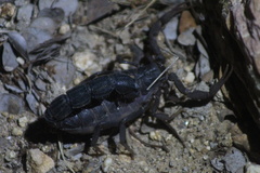 Parabuthus transvaalicus