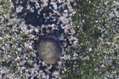 Calcinus laevimanus