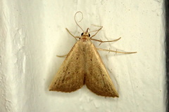 Macrochilo louisiana