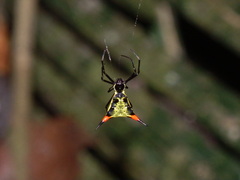 Micrathena schreibersi
