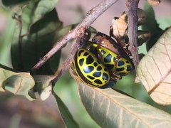 Calligrapha polyspila
