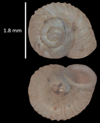 Vallonia costata