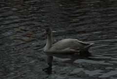 Cygnus columbianus bewickii