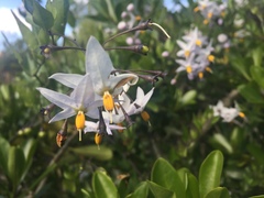 Solanum laxum