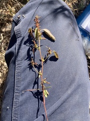 Acalypha neomexicana