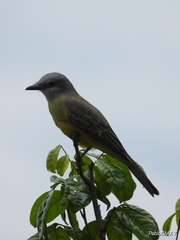 Tyrannus melancholicus