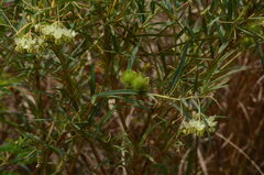 Gomphocarpus