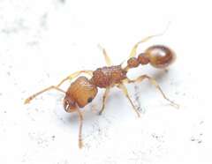 Tetramorium nipponense